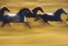 Ernst Haas art print