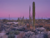 Art Wolfe art print