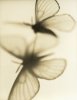 Sandi Fellman art print