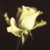 Jane Ann Butler art print