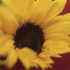 Jane Ann Butler art print