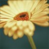 Jane Ann Butler art print