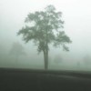 Ginger Cook art print