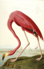 John James Audubon art print