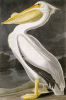 John James Audubon art print