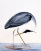 William Lewin art print