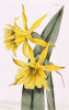 William Curtis art print