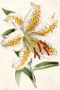 James Andrews art print
