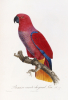 Francois Le Vaillant art print