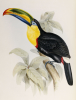 John Gould art print