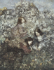 Edward Atkinson Hornel art print