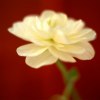 Jane Ann Butler art print
