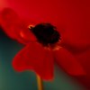 Jane Ann Butler art print