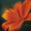 Jane Ann Butler art print