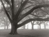 William Guion art print