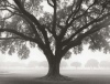 William Guion art print