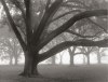 William Guion art print