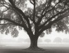William Guion art print