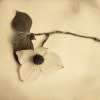 Heather Johnston art print