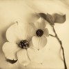Heather Johnston art print