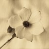 Heather Johnston art print
