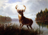 Arthur Fitzwilliam Tait art print