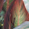 Heather Johnston art print