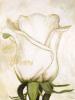 Heidi Gerstner art print