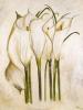 Heidi Gerstner art print