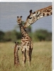 Anonymous art print