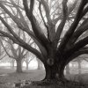 William Guion art print