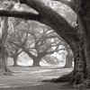William Guion art print