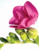 Boyce Watt art print