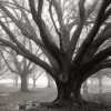 William Guion art print