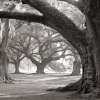 William Guion art print