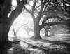 William Guion art print
