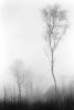 Trevor Crone art print