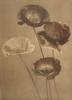 Carine Cadby art print