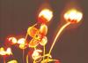 Michael Williams art print