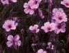 Michael Williams art print