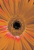 Michael Williams art print