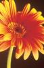 Michael Williams art print