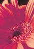 Michael Williams art print