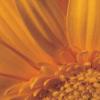 Michael Williams art print