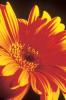 Michael Williams art print