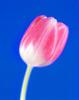 Michael Banks art print