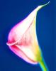 Michael Banks art print