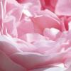 Michael Williams art print