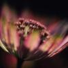 Michael Williams art print