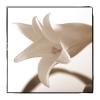 C. Wiseman art print